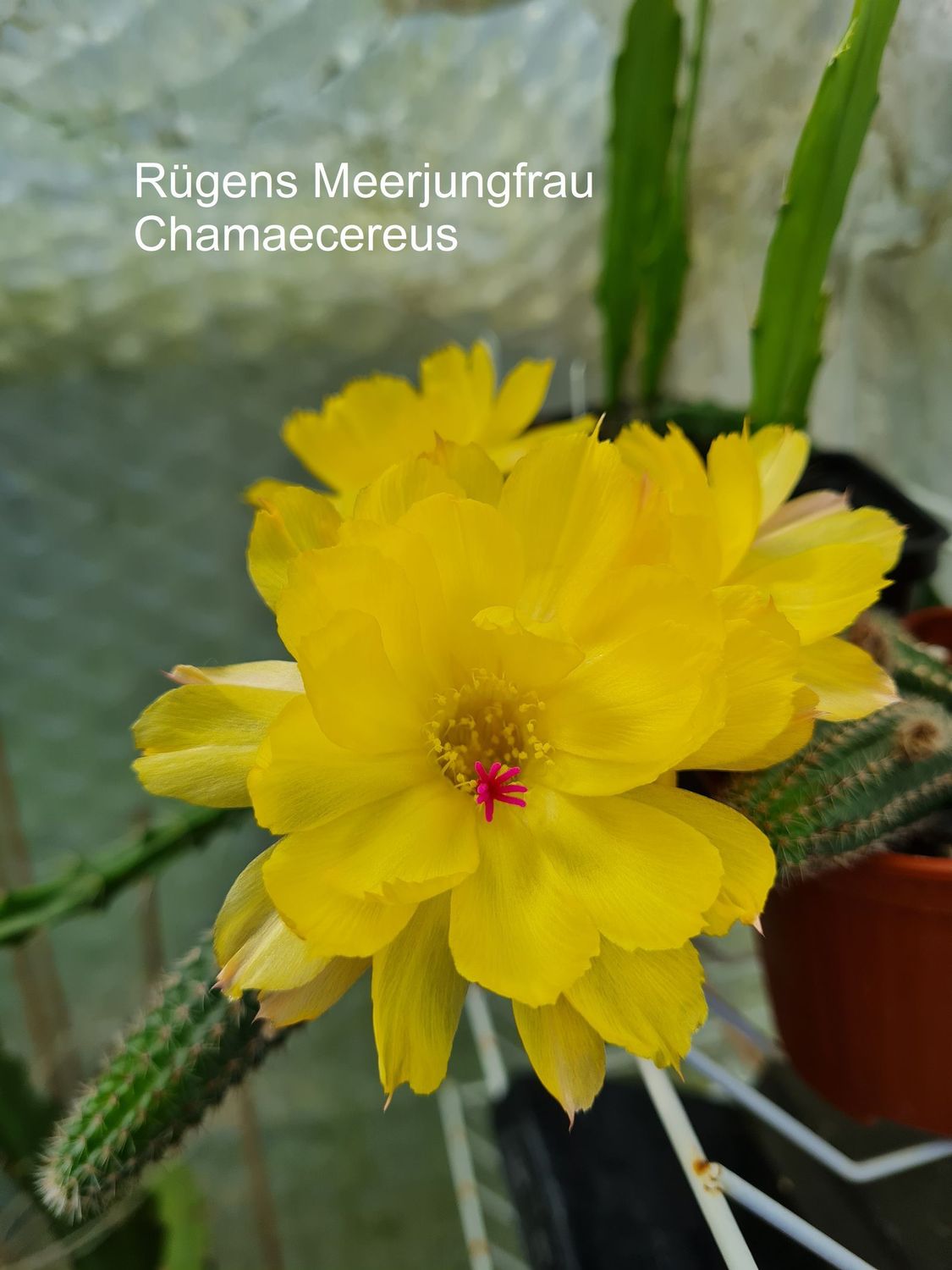 Chamaecereus Rügens Meerjungfrau