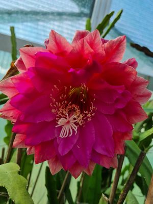 Kiwi Treasure Box Kiwi Treasure Box