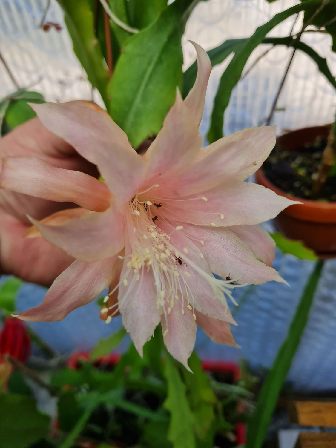 Peaches 'n Cream