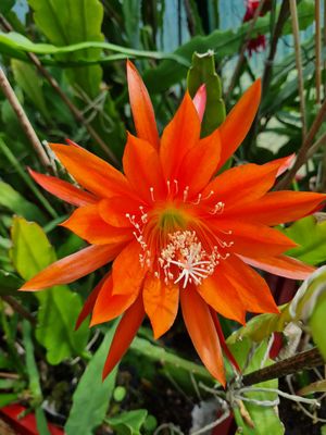 No Name (FOG) No Name (FOG)