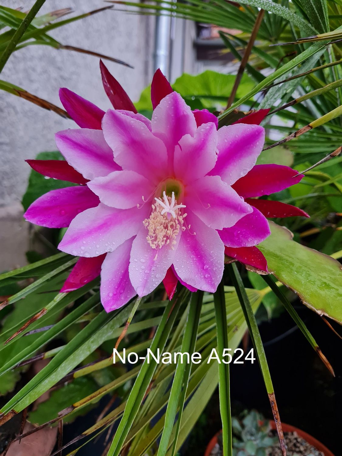 No Name (A524)