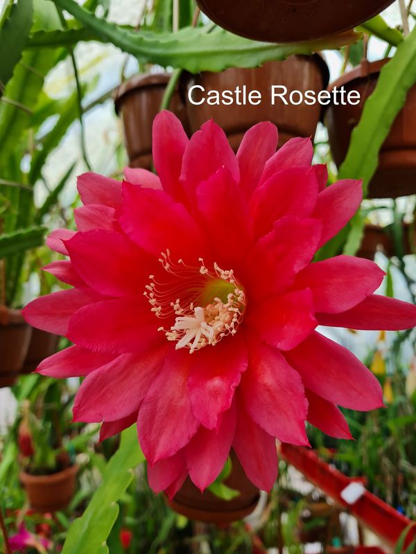 Castle Rosette