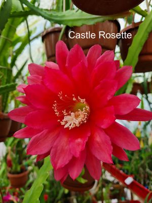 Castle Rosette