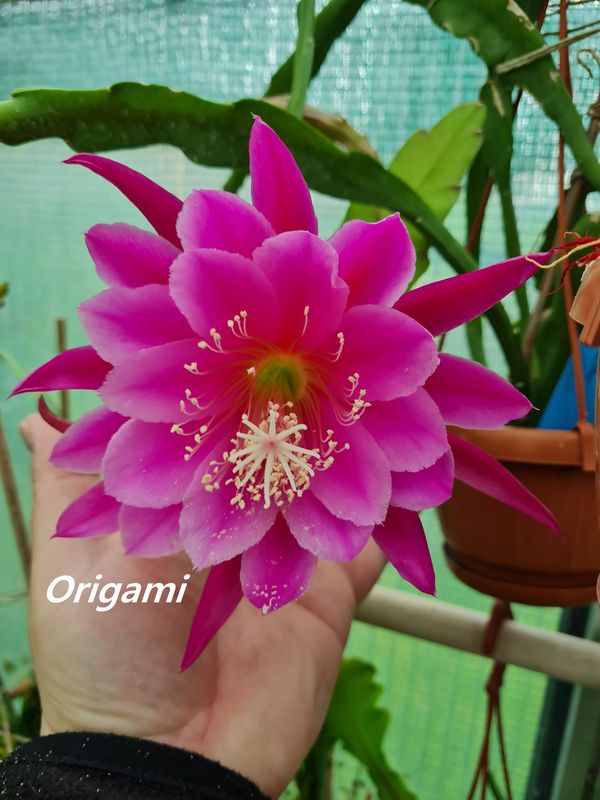 Origami