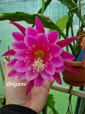 Origami