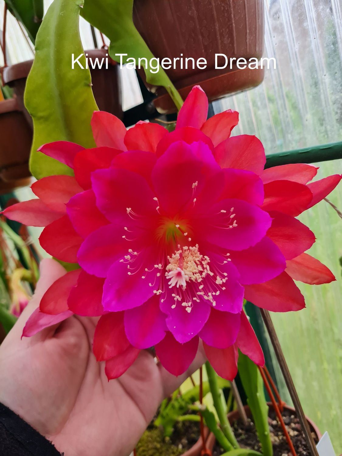 Kiwi Tangerine Dream