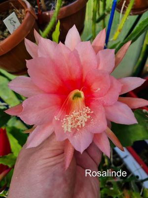 Rosalinde