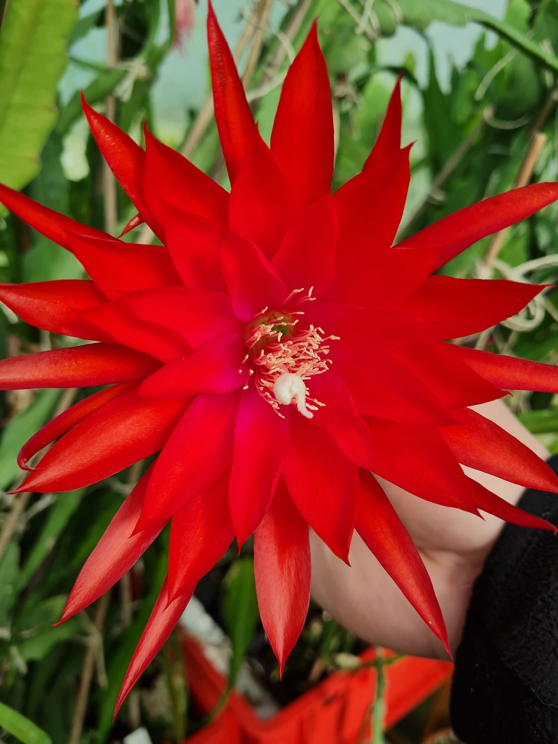 Petals Plus