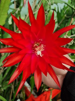 Petals Plus