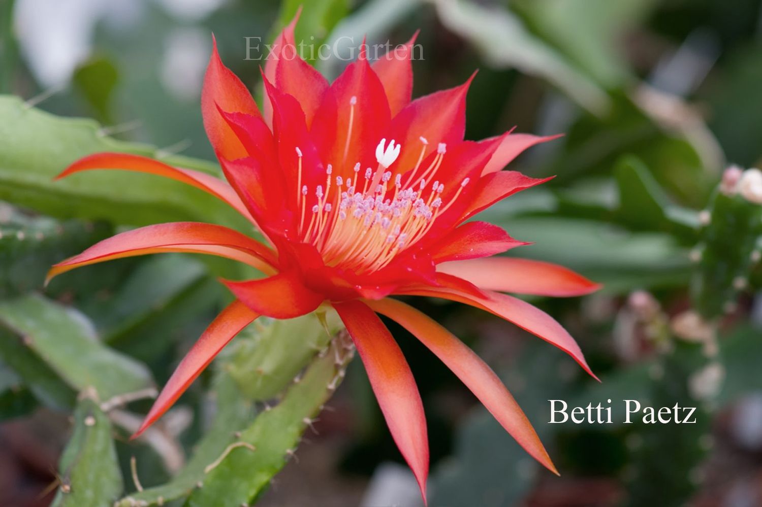 Betti Paetz