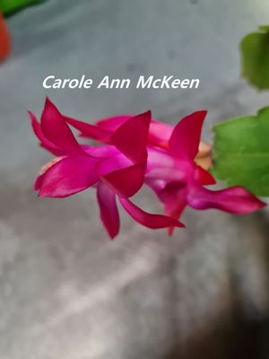 Schlumbergera Hybride " Carole Ann McKeen "