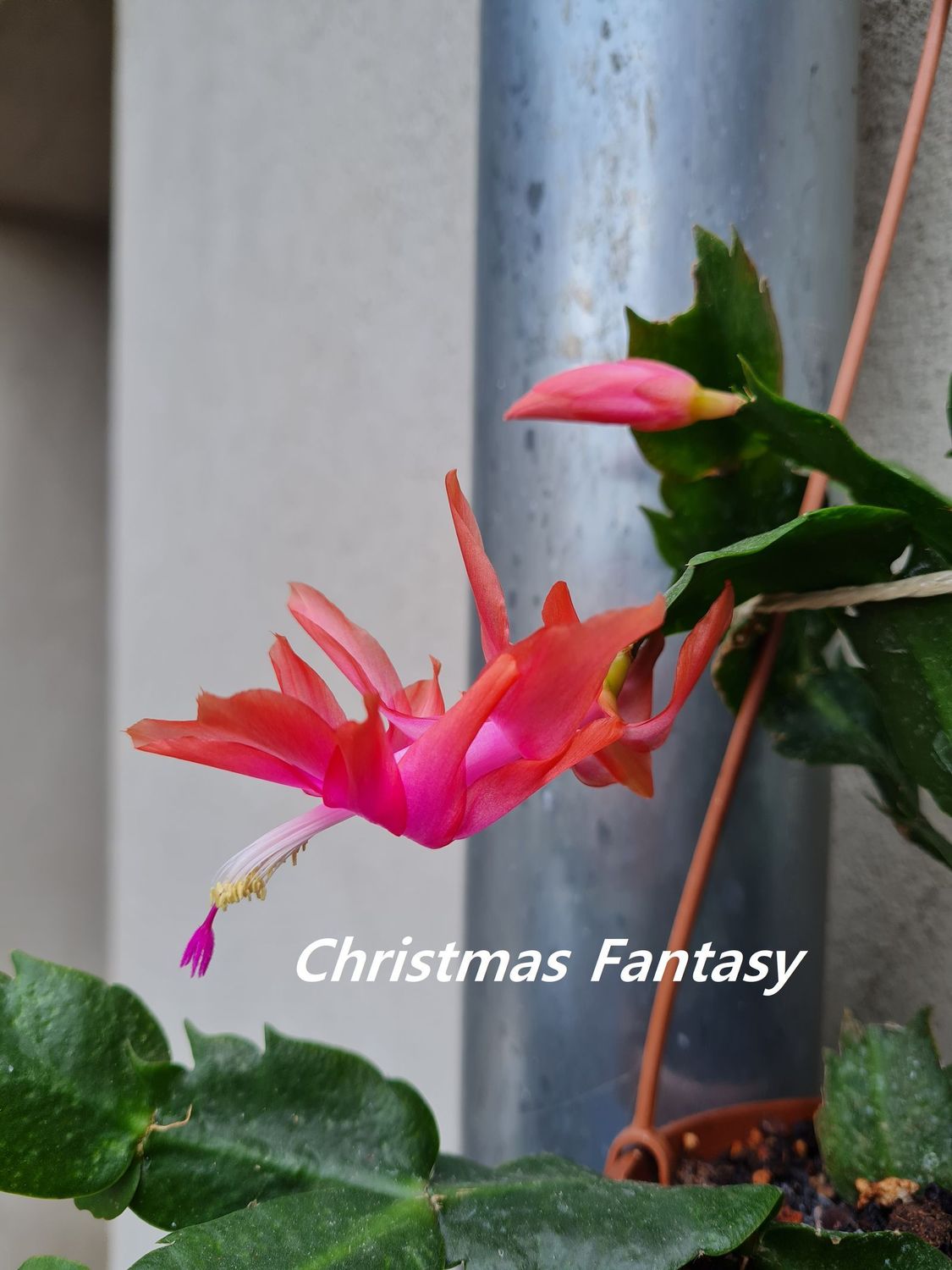 Schlumbergera Hybride " Christmas Fantasie "