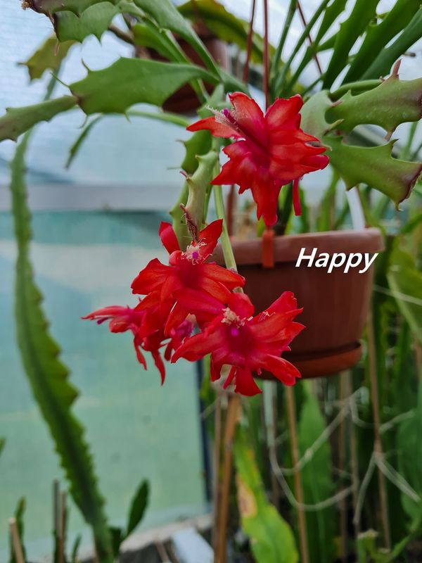 Schlumbergera Hybride " Happy "