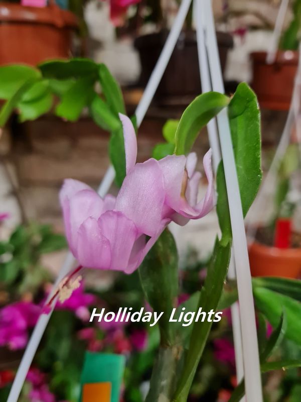 Schlumbergera Hybride " Holiday Lights "