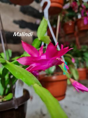 Schlumbergera Hybride " Malindi "
