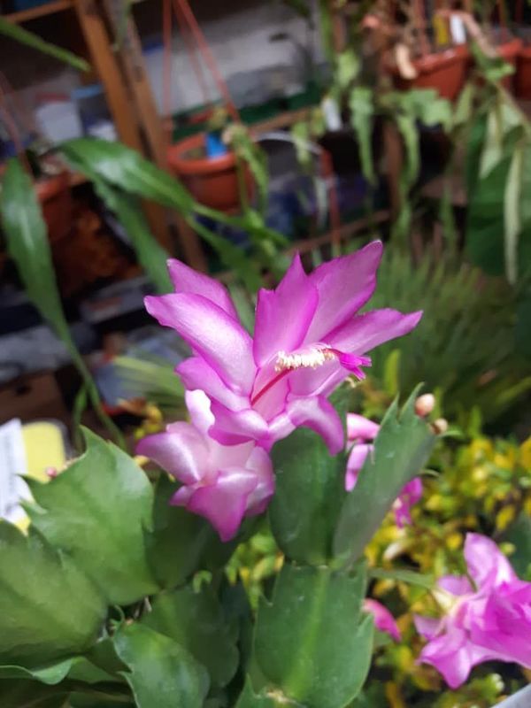 Schlumbergera Hybride Schlumbergera Hybride " Cyber Dancer "