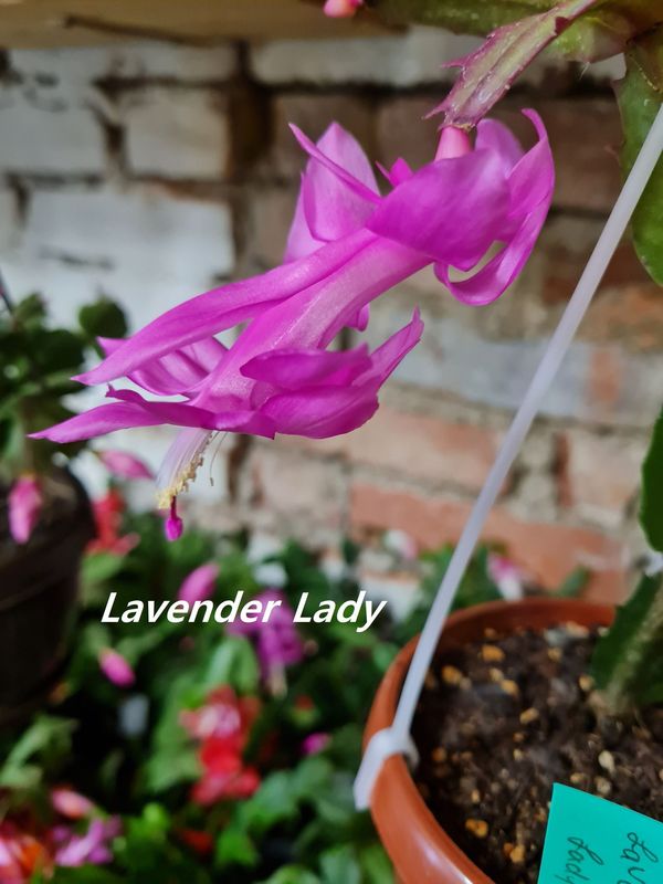 Schlumbergera Hybride Schlumbergera Hybride " Lavender Lady "