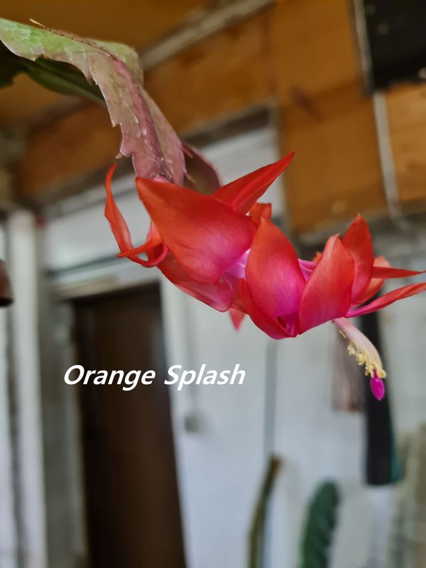 Schlumbergera Hybride Schlumbergera Hybride " Orange Splash "