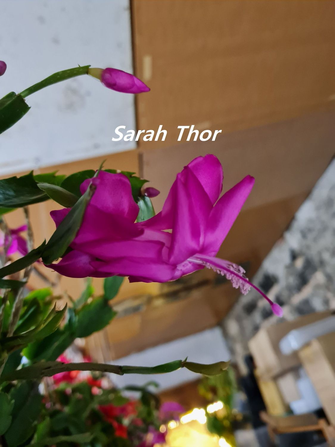 Schlumbergera Hybride " Sarah Thor "