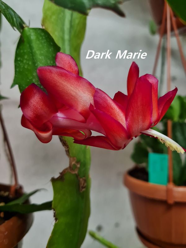 Schlumbergera Hybride Schlumbergera Hybride " Dark Marie "
