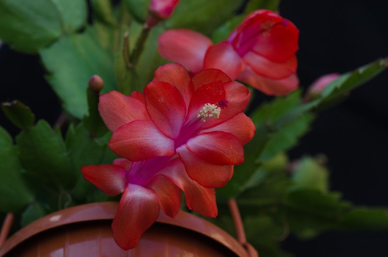 Schlumbergera Hybride Schlumbergera Hybride " Kiri Thor "