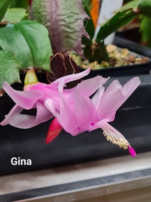 Schlumbergera Hybride Schlumbergera Hybride " Gina "