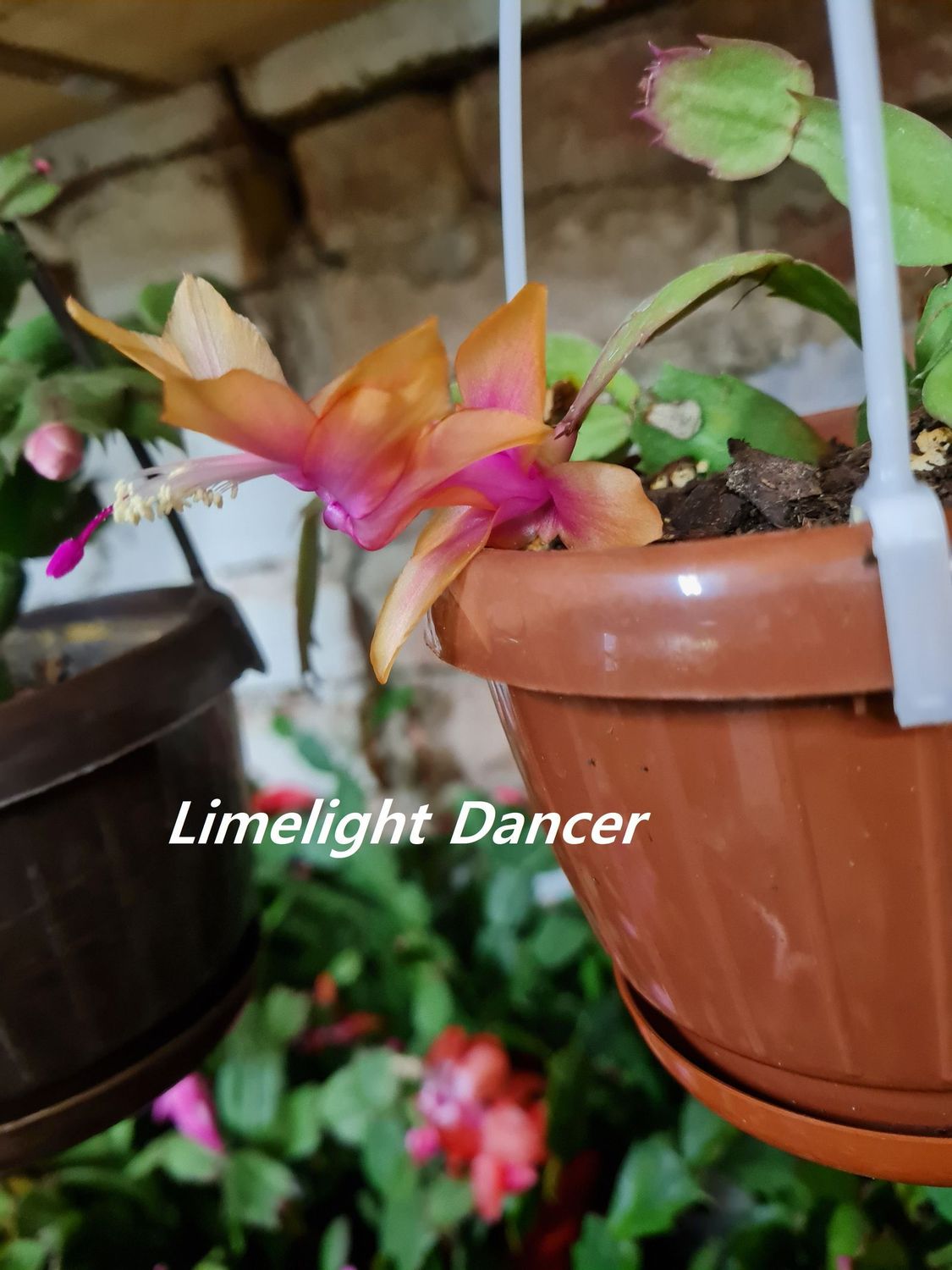 Schlumbergera Hybride " Limelight Dancer "