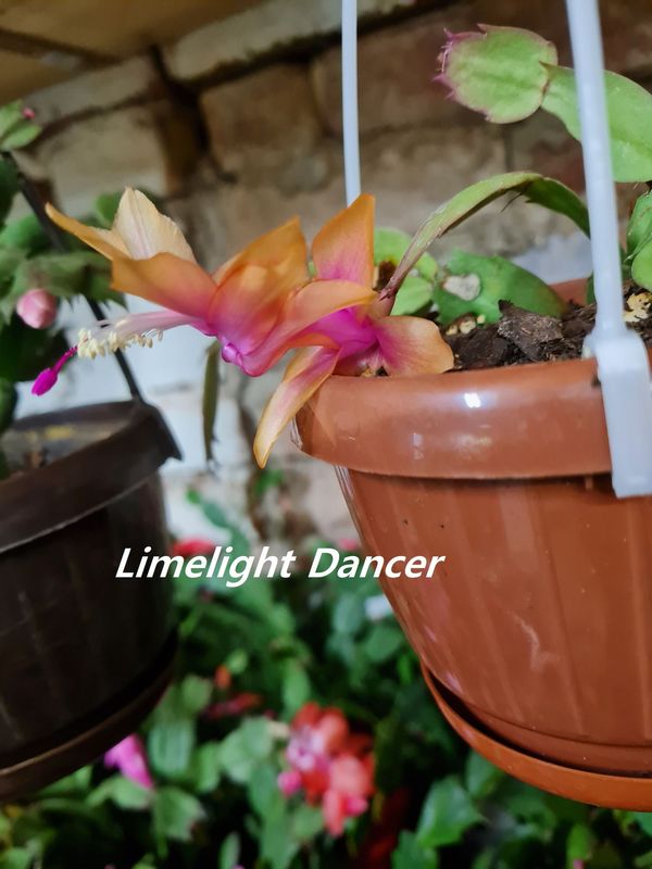 Schlumbergera Hybride " Limelight Dancer "