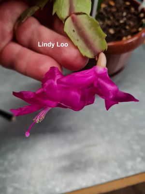 Schlumbergera Hybride " Lindy Loo "