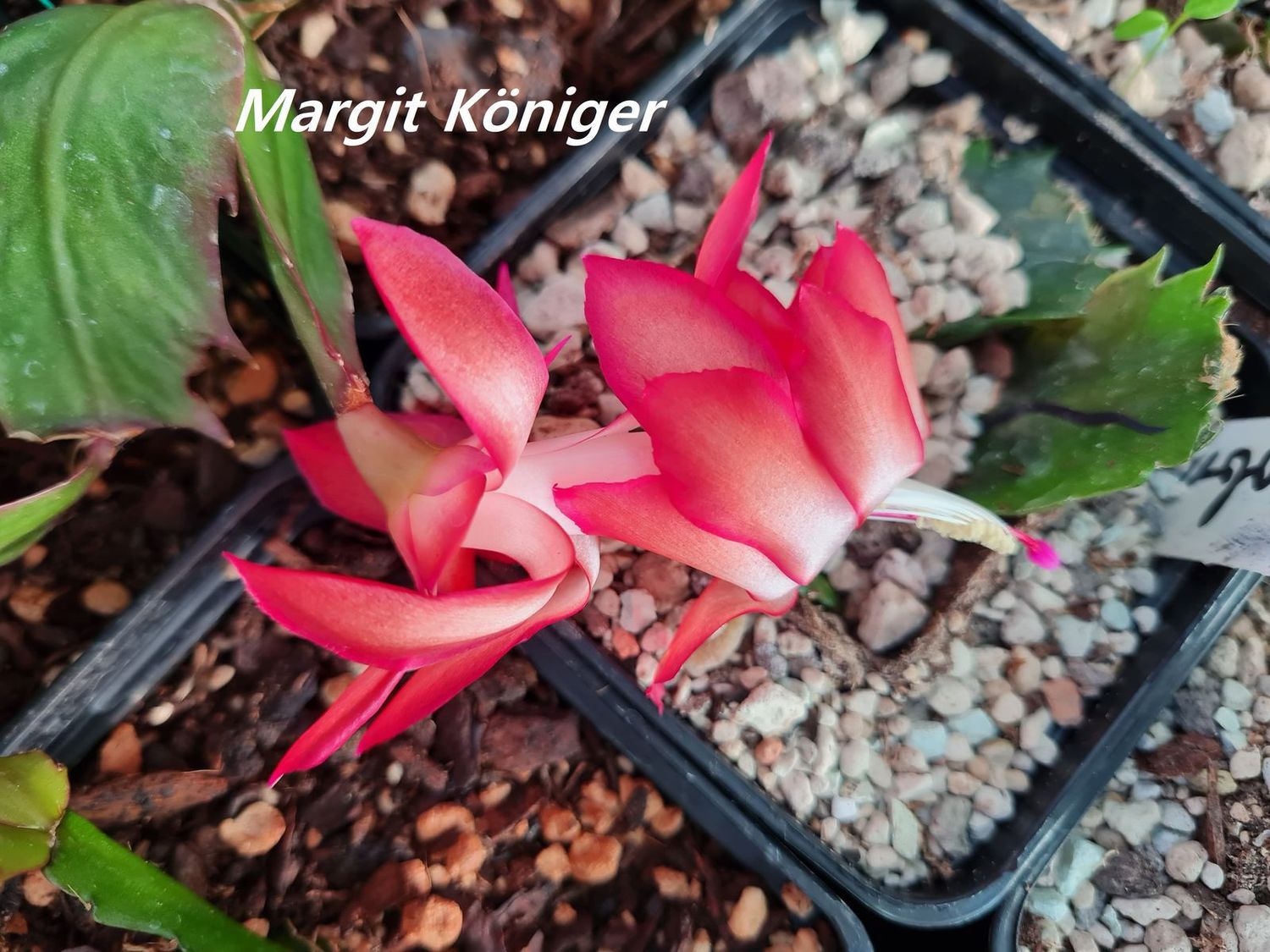 Schlumbergera Hybride " Margit Königer "