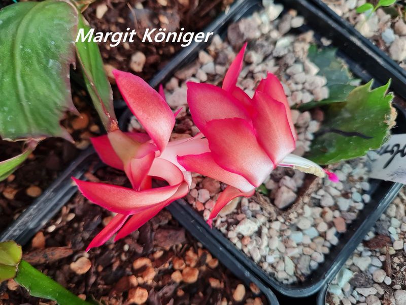 Schlumbergera Hybride " Margit Königer "