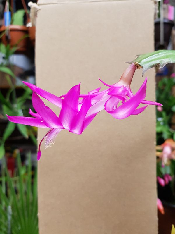 Schlumbergera Hybride " Mia "