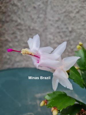 Schlumbergera Hybride Schlumbergera Hybride " Minas Brazil "