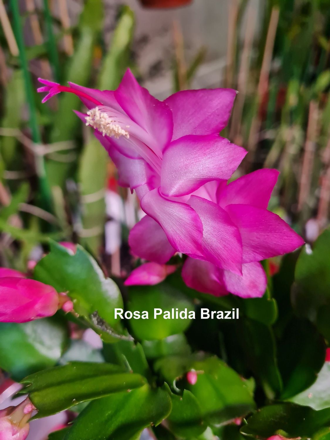 Schlumbergera Hybride " Rosa Palida Brazil "