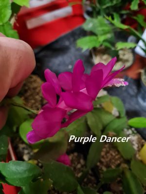 Schlumbergera Hybride Schlumbergera Hybride " Purple Dancer "