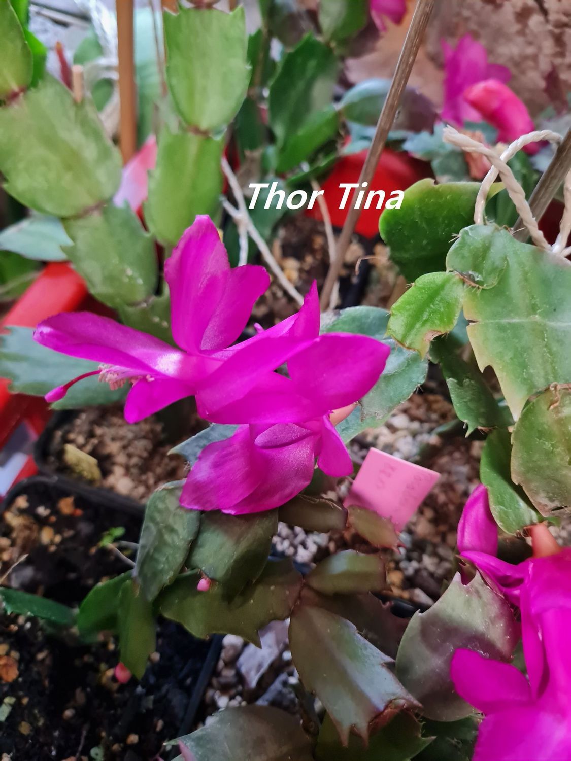 Schlumbergera Hybride " Tina Thor "