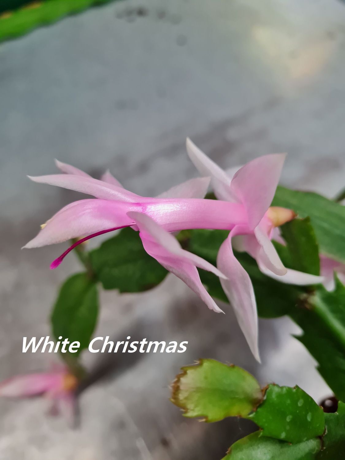 Schlumbergera Hybride " White Christmas "