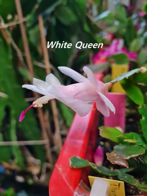 Schlumbergera Hybride " White Queen "