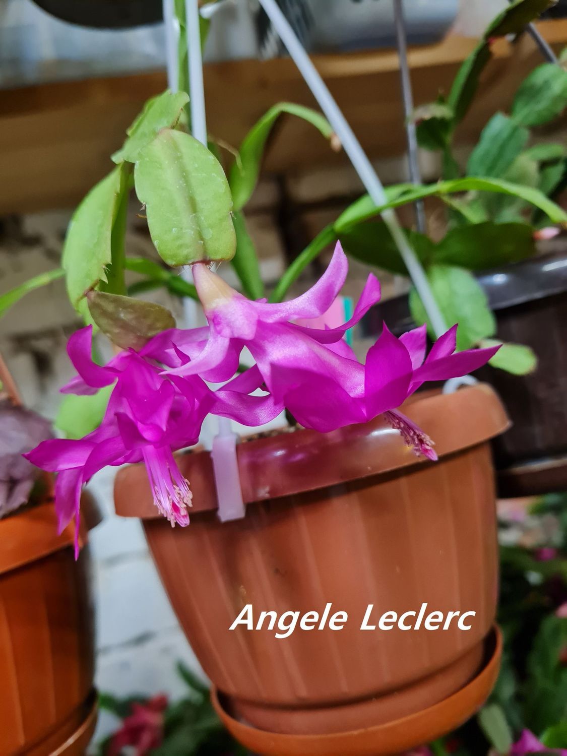 Schlumbergera Hybride " Angela Leclerc "