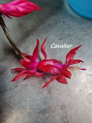 Schlumbergera Hybride Schlumbergera Hybride " Cavalier "