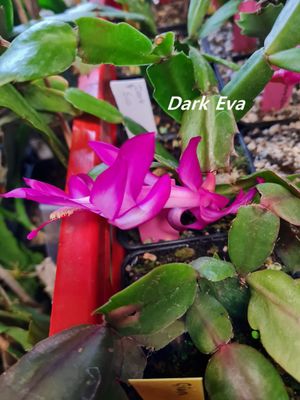 Schlumbergera Hybride " Dark Eva "