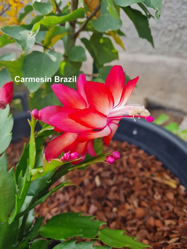 Schlumbergera Hybride " Carmesin Brazil "