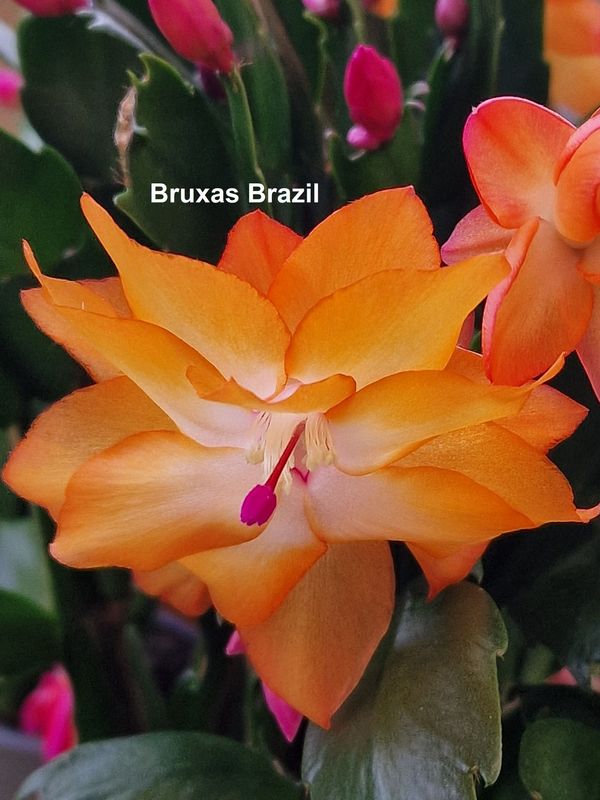 Schlumbergera Hybride Schlumbergera Hybride " Bruxas Brazil "