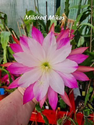 Mildred Mikas