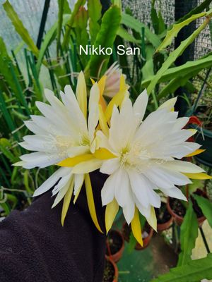Nikko San