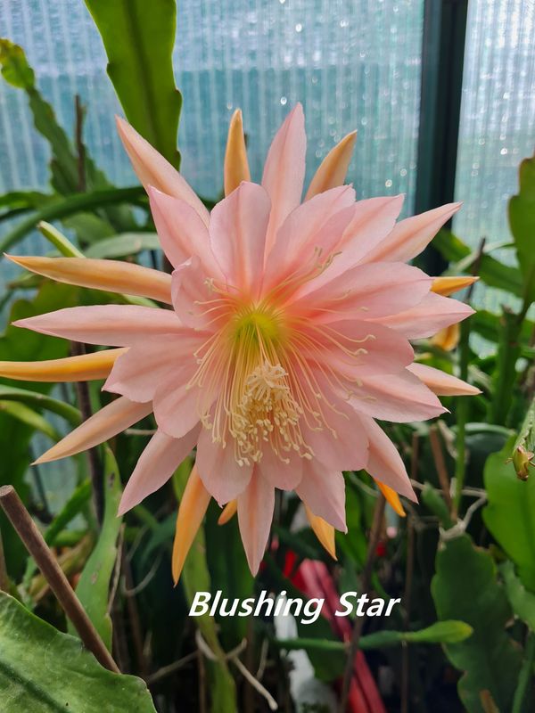 Blushing Star