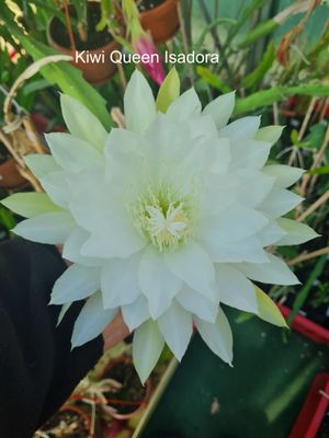 Kiwi Queen Isadora