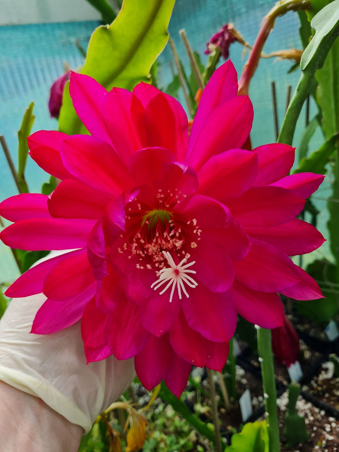 Kiwi Red Dragon