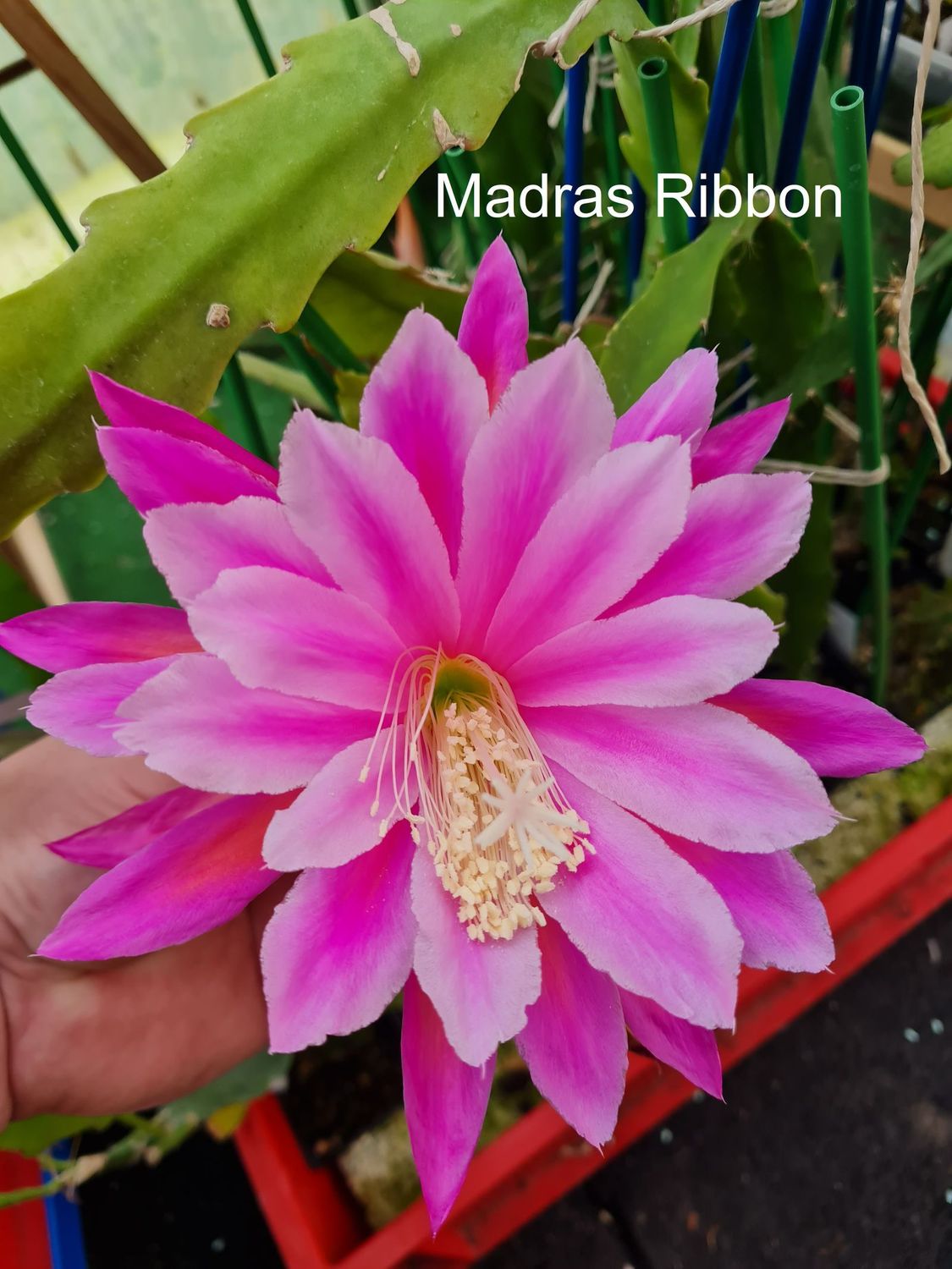 Madras Ribbon