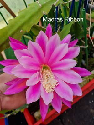 Madras Ribbon